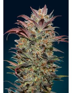 AUTO CHOCOLATE CREAM 00 SEEDS