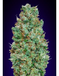 AUTO BLUEBERRY 00 00 SEEDS