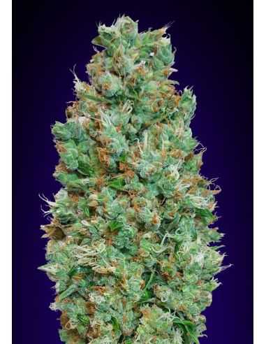 AUTO BLUEBERRY 00 00 SEEDS
