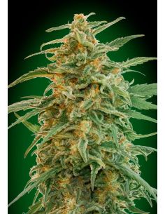 AUTO GORILLA 00 00 SEEDS