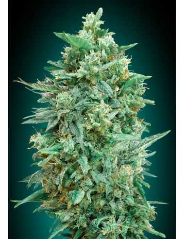 AUTO NORTHERN LIGHTS XXL 00 00 SEEDS