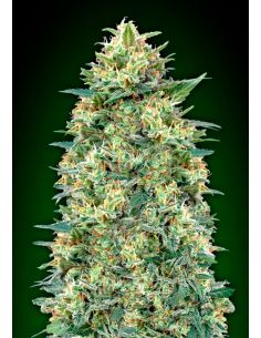 AUTO WHITE WIDOW XL 00 00 SEEDS