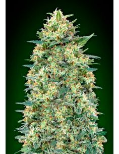 AUTO WHITE WIDOW XXL 00 00 SEEDS