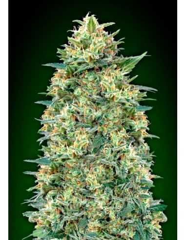 AUTO WHITE WIDOW XXL 00 00 SEEDS