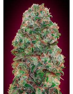 BUBBLE GUM 00 5UDS 00 SEEDS