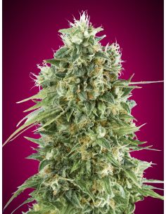 CBD BUBBLE GUM 00 00 SEEDS