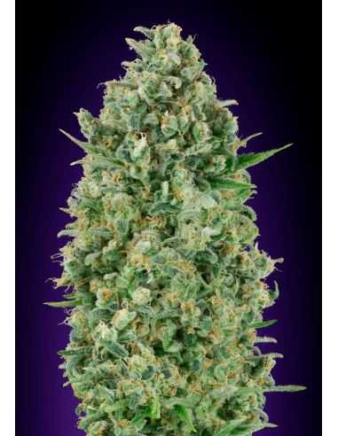 CRITICAL POISON 00 00 SEEDS