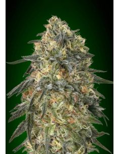 GORILLA 00 FEMINIZADA 00 SEEDS