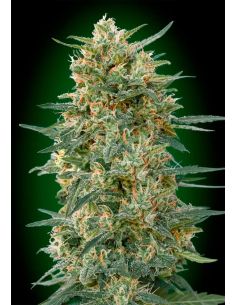 GORILLA FAST 00 00 SEEDS