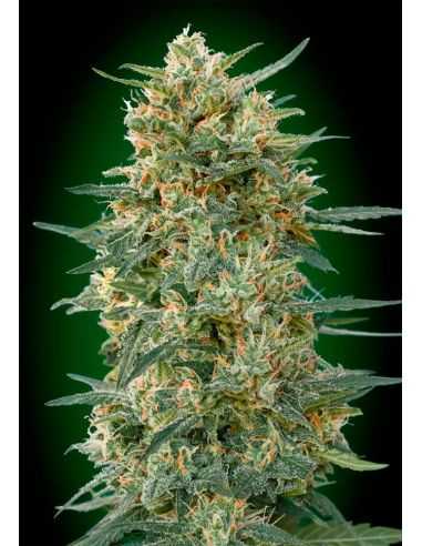 GORILLA FAST 00 00 SEEDS