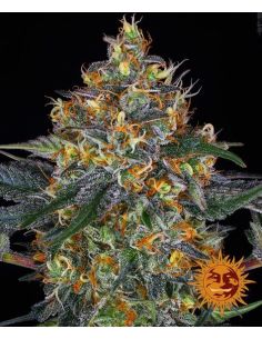 MOBY DICK AUTO BARNEYS BARNEY'S FARM