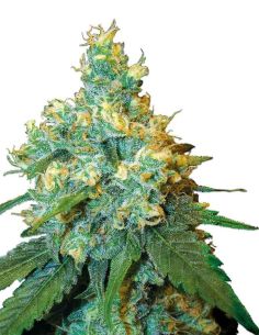 JACK HERER FEMI SENSI SEEDS SENSI SEEDS