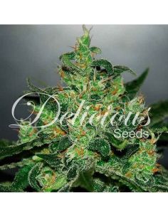 CRITICAL JACK HERER AUTO DELICIOUS DELICIOUS SEEDS