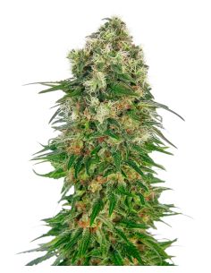 SHIVA SKUNK AUTO SENSI SENSI SEEDS