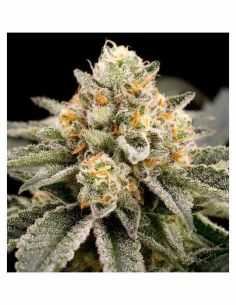 ZOMBIE BRIDE RIPPER SEEDS RIPPER SEEDS