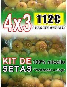 Comprar SETAS ALUCINOGENAS 4X3 FRESH MUSHROOMS