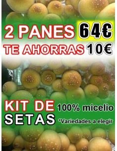 Comprar SETAS ALUCINOGENAS PACK 2 FRESH MUSHROOMS