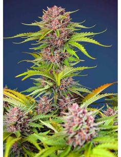 MIMOSA BRUCE BANNER XL AUTO SWEET SEEDS