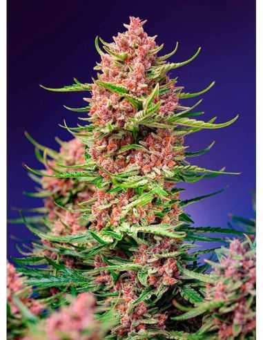 STRAWBERRY COLA SHERBET F1 FAST SWEET SEEDS