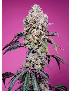 SWEET MANDARINE ZKTLLEZ F1 FAST SWEET SEEDS