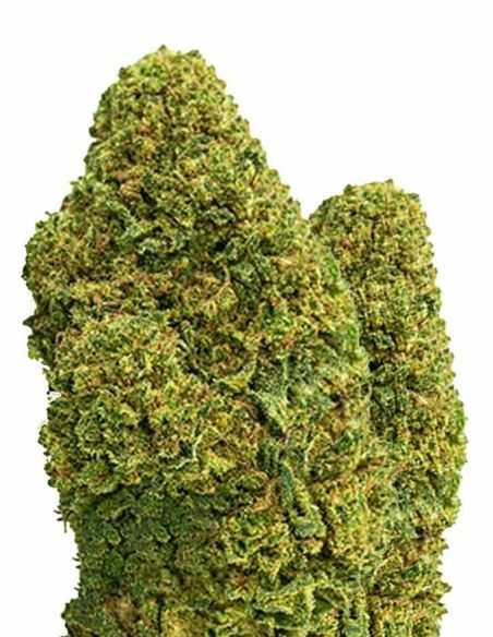 Comprar FLORES CBD AK-47 BEE PRODUCTS BEE PRODUCTS CBD