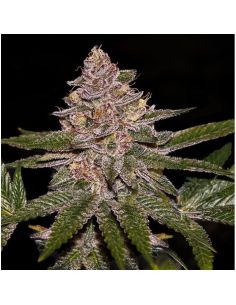 RADICAL JUICE RIPPER SEEDS RIPPER SEEDS