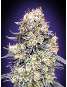 AUTO PURPLE PUNCH 00 00 SEEDS