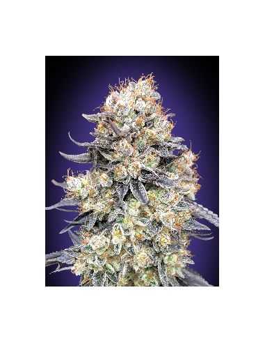 AUTO PURPLE PUNCH 00 00 SEEDS