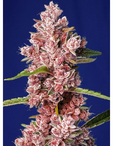 TROPICANA POISON FAST VERSION SWEET SEEDS SWEET SEEDS