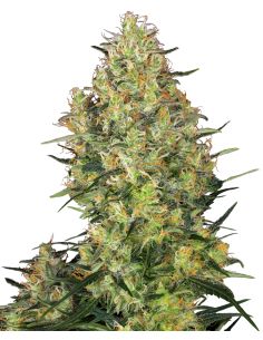 SHIVA SKUNK SENSI SEEDS