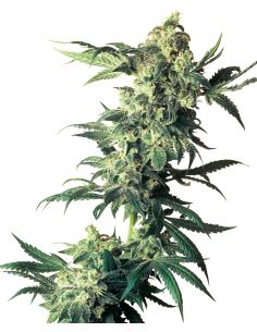 NORTHERN LIGHTS FEMINIZADA SENSI SEEDS