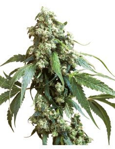 JACK FLASH 5 SENSI SEEDS