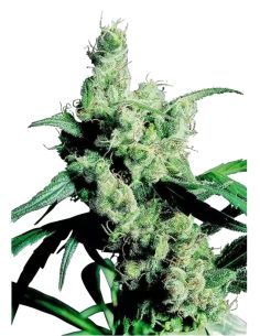 SILVER HAZE 9 SENSI SENSI SEEDS