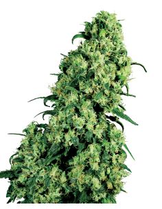 SKUNK KUSH FEMINIZADA SENSI SEEDS