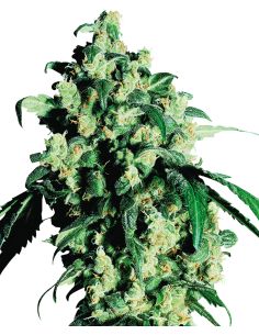 SUPER SKUNK FEMINIZADA SENSI SENSI SEEDS