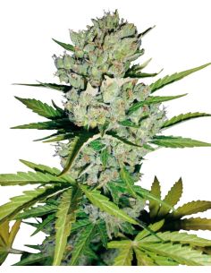 SKUNK 1 FEMINIZADA SENSI SEEDS