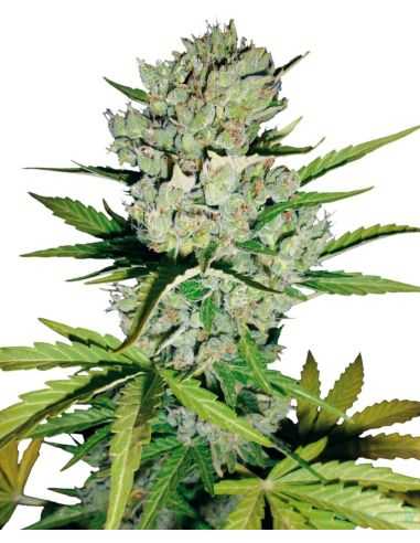 SKUNK 1 FEMINIZADA SENSI SEEDS