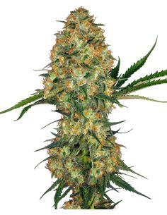HINDU KUSH FEMINIZADA SENSI SEEDS