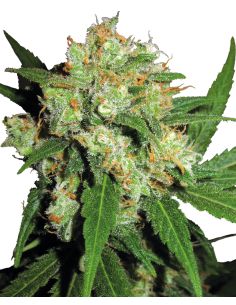 SENSI SKUNK FEMINIZADA SENSI SEEDS