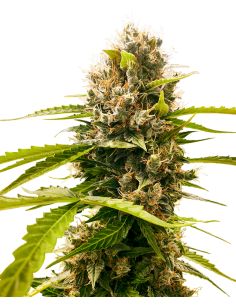 MANDARINE PUNCH AUTO SENSI SEEDS SENSI SEEDS