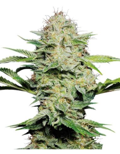 SENSI SKUNK AUTO SENSI SEEDS