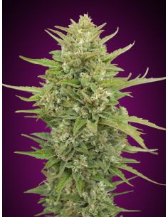 AUTO SUPER SKUNK 5 UD 00 SEEDS