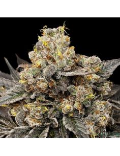 BISCOTII ZKITTLEZ 00 5 UD 00 SEEDS