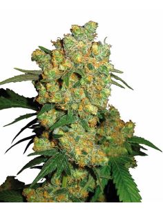 BIG BUD FEMI SENSI SENSI SEEDS