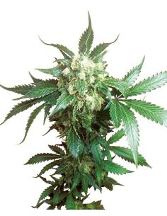 BLACK DOMINA SENSI SEEDS