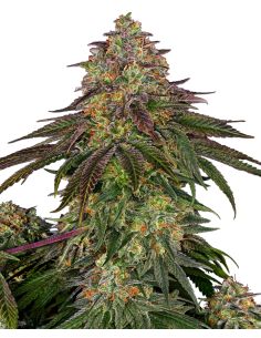 SWEET CHERRY KUSH FEMINIZADA SENSI SENSI SEEDS