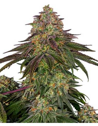 SWEET CHERRY KUSH FEMINIZADA SENSI SENSI SEEDS