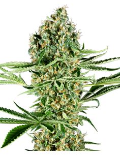 CRITICAL RUNTZ FEMINIZADA SENSI SENSI SEEDS