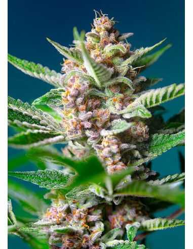 PURPLE PUNCH OG FEMINIZADA SWEET 3+1 SWEET SEEDS