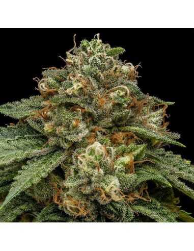 KROMA RIPPER SEEDS RIPPER SEEDS